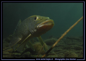 Face to face with this bis Pike Fish - small lake not far... by Michel Lonfat 